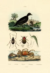 Fløyelsand, 1833-39