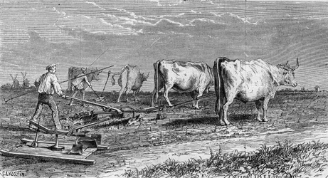 Vindyrking i Medoc: pløying av vingårdene takket være en plog trukket av okser. Gravering i "" Le Monde Illustré"" nr. 561 av 11. januar 1868.