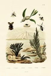 Veps, 1833-39
