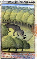 Ulv - i "" Hunting Book of Gaston Phoebus, Count of Foix, Lord of Béarn""