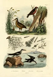 Rugde, 1833-39