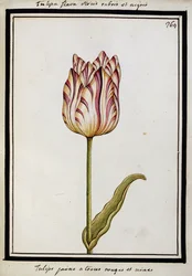 Gul tulipan med røde og sorte striper, ca.1700