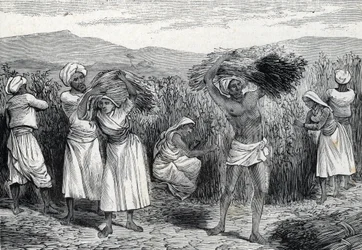 vanlig smilaks eller sarsaparille eller grov bindeved høsting i Peru (gravering) 1888
