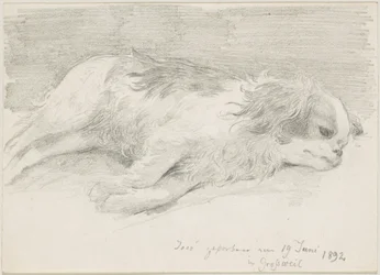 hundestudier