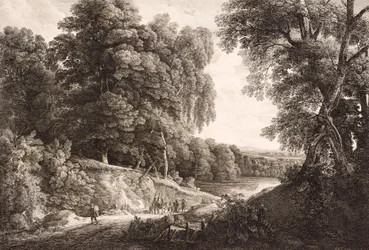 skoglandskap
