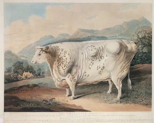 Yorkshire Rose, gravert av C. Turner (fl.1773 -1857) 1838