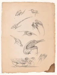 Elleve kinesiske fugler, inkludert ender og papegøyer Flere kinesiske fugler (serietittel) Livre des differentes éspeces d'oiseaux de la Chine (serietittel)