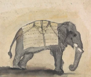 Elefant