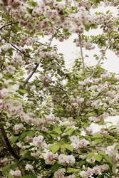 Kirsebærblomstring om våren