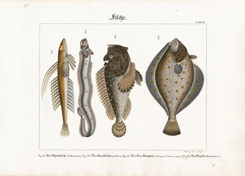 Marine fisker: Draget, rødbåndfisk, skorpionfisk og rødspette
