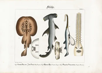 Særegne marine fiskearter