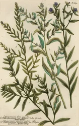 Gromwell-varianter, Lithospermum-arter