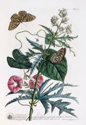 1. Abutilon, 2. Convolvulus, ca. 1748 håndfarget gravering.