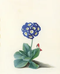 En blå auricula