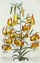 American Turkscap Lily, ca. 1740 håndfarget gravering.