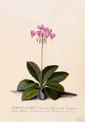 Auricula Ursi Shooting Star, ca. 1744 håndfarget gravering.
