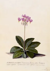 Auricula ursi, Shooting Star, ca. 1744 (håndfarget gravering)