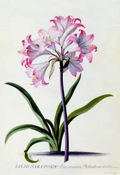 Lilio Narcissus, ca. 1744 håndfarget gravering.