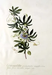 Pasjonsblomst