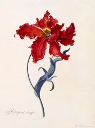 Perroquet Rouge, ca. 1744 håndfarget gravering.
