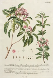 Utvalgte planter 38