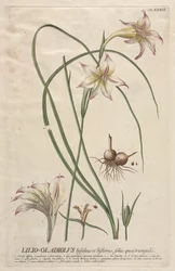 Utvalgte planter 39 - Lilio-Gladiolus.