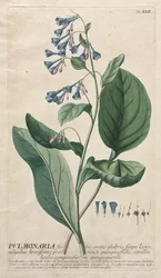 Utvalgte planter 42 - Pulmonaria.