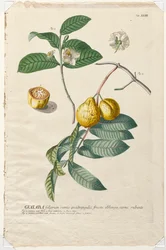 Utvalgte planter 43 - Guaiaba.