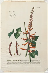 Utvalgte planter 58 - Corallodendron.