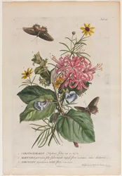 Mer sjeldne planter og sommerfugler 9, 1749