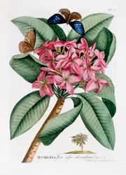 Plumeria, ca. 1749 håndfarget gravering.