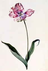 Tulipan, ca. 1745 håndfarget gravering.