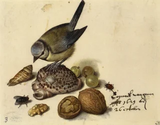 Stilleben med blåmeis, skjell, frukt og insekter, 1629.