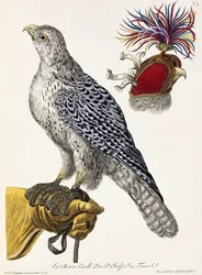 Falkejakt, plate 3, fra "Delights of Nature Selected", 1771