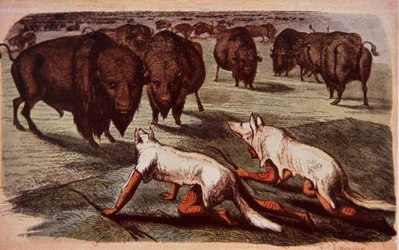 Nordamerikanske sletteindianere kryper opp på beitende bøfler mens de har på seg ulveskinn, ca. 1840 (farge litho)