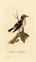Amerikansk treecreeper eller brun creeper, Certhia americana