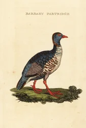 Barbary rapphøne, Alectoris barbara