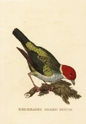 Tanager med bukhode, Tangara gyrola