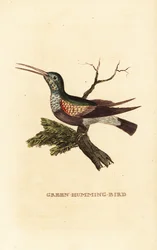 Svartbukkolibri, Eupherusa nigriventris, hunn