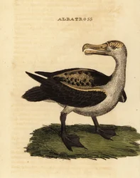 Svartbrynet albatross, Thalassarche melanophris