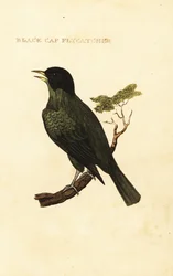 Svartlokket bulbul, Pycnonotus melanicterus