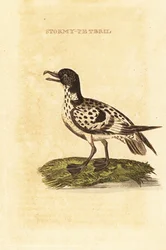 Kapppetrel, Daption capense