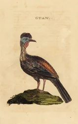 Crested guan, Penelope purpurascens