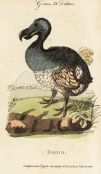 Utdødd dodo, Raphus cucullatus (Didus ineptus)