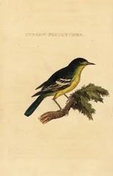 Grønnrygg fluesnapper, Ficedula elisae