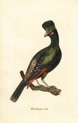 Guinea turaco eller grønn turaco, Tauraco persa