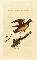 Kongeparadisfuglen, Cicinnurus regius