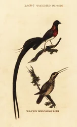 Paradis-enke, Vidua paradisaea, og rødbrun kolibri, Selasphorus rufus