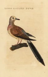 Sørgende due, Zenaida macroura