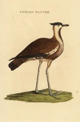 Nordvipe, Vanellus vanellus